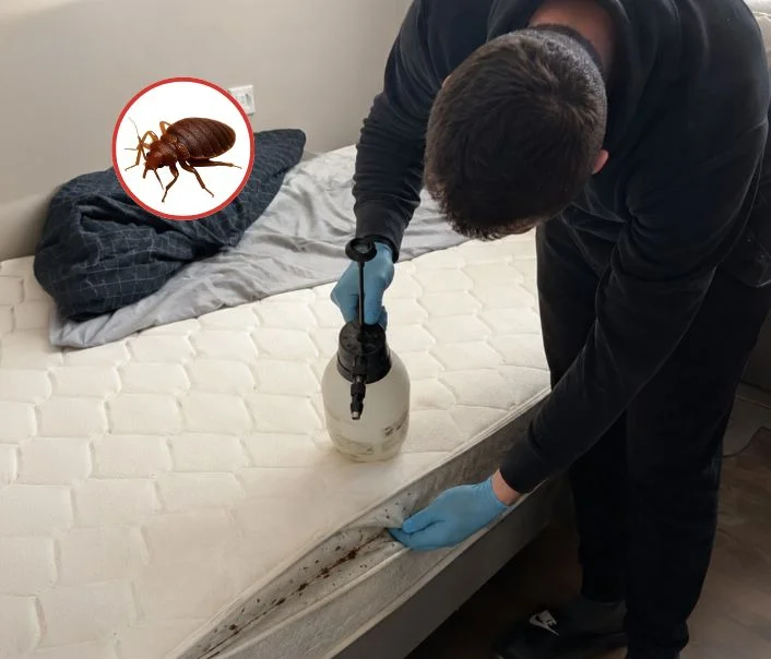 Technicien traitant un matelas contre les punaises de lit à Perdreauville